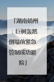 湖南靖州：巨树轰然倒塌前紧急管制成功避险