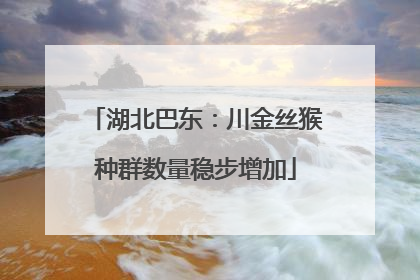湖北巴东：川金丝猴种群数量稳步增加
