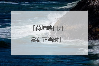 荷塘映日开 赏荷正当时