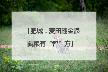 肥城：麦田翻金浪藏粮有“智”方