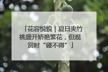 花容悦貌｜夏日夹竹桃盛开娇艳繁花，但观赏时“碰不得”