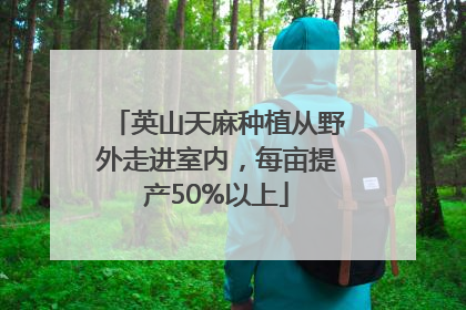 英山天麻种植从野外走进室内，每亩提产50%以上