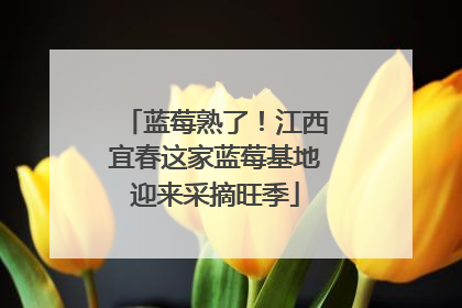 蓝莓熟了！江西宜春这家蓝莓基地迎来采摘旺季
