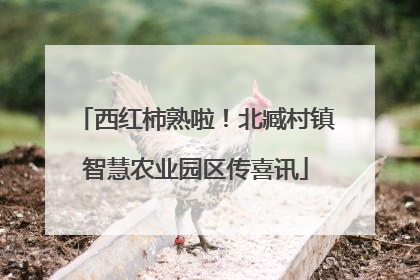 西红柿熟啦！北臧村镇智慧农业园区传喜讯