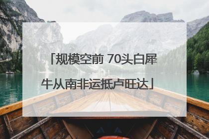 规模空前 70头白犀牛从南非运抵卢旺达