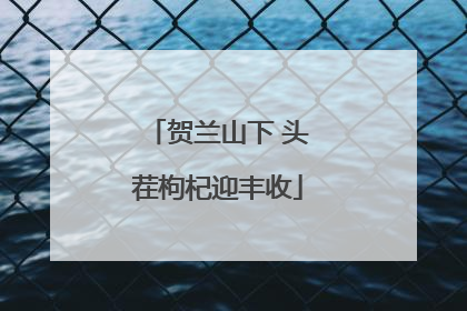 贺兰山下 头茬枸杞迎丰收