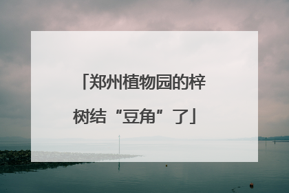 郑州植物园的梓树结“豆角”了