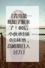 青岛第一批知了猴来了！80后小伙承包60亩林地，高峰期日入过万