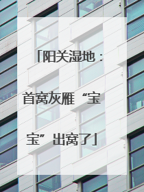 阳关湿地：首窝灰雁“宝宝”出窝了