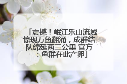 震撼！岷江乐山流域惊现万鱼翻涌，成群结队绵延两三公里 官方：鱼群在此产卵