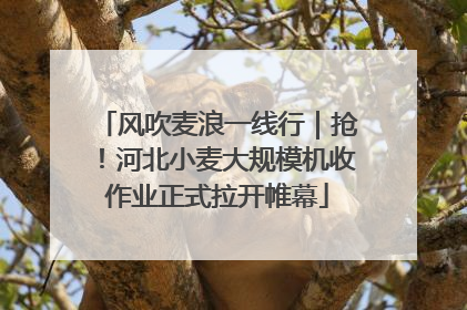 风吹麦浪一线行｜抢！河北小麦大规模机收作业正式拉开帷幕
