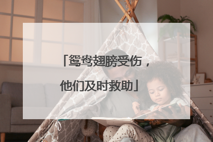 鸳鸯翅膀受伤，他们及时救助
