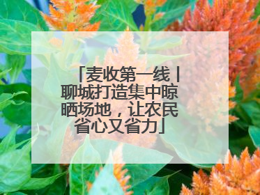 麦收第一线丨聊城打造集中晾晒场地，让农民省心又省力