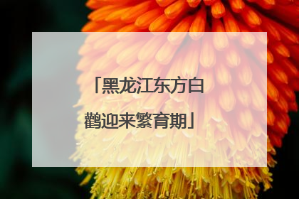 黑龙江东方白鹳迎来繁育期