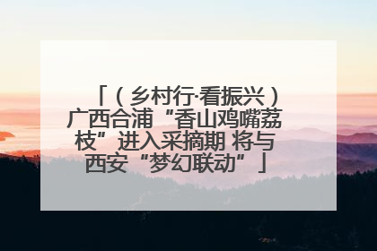 （乡村行·看振兴）广西合浦“香山鸡嘴荔枝”进入采摘期 将与西安“梦幻联动”